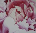 Pfingstrose 2005 Oel auf Leinwand 50x60cm.jpg