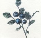 Iris Meyer Blaubeeren 1999 Farbstifte a. Papier .jpg