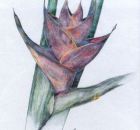 Iris Meyer Blüte 1993 Farbstifte a. Papier.jpg