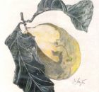 Iris Meyer Quitte 2000 Farbstifte a. Papier.jpg