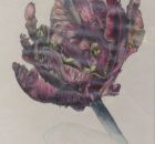 Iris Meyer Blüte 1997 Farbstifte a. Papier.jpg